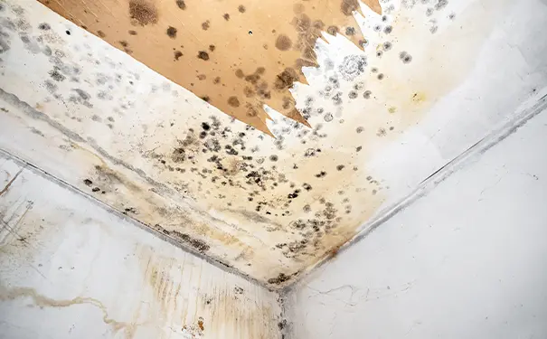 屋顶漏水怎样处理