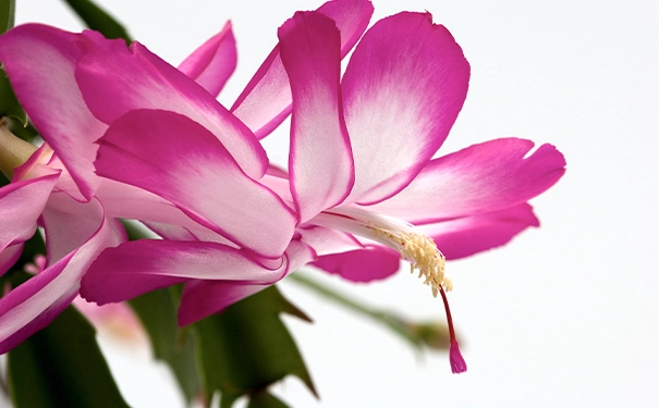 昙花一般在什么时候开放 昙花的主要特点是什么